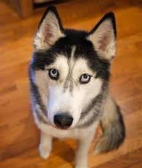 Bella - Husky Sibérien (4 ans)