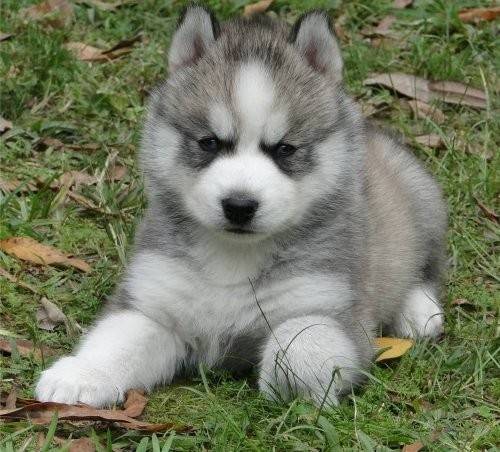 zoey - Husky Sibérien (1 mois)