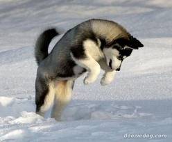 Sharly - Husky Sibérien