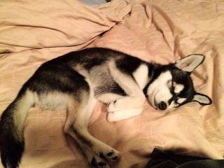 Fox - Husky Sibérien Mâle