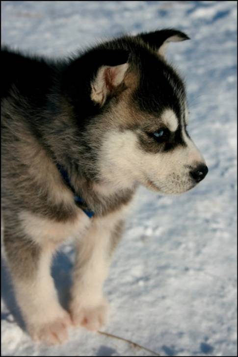 Boule de glace - Husky Sibérien (6 mois)