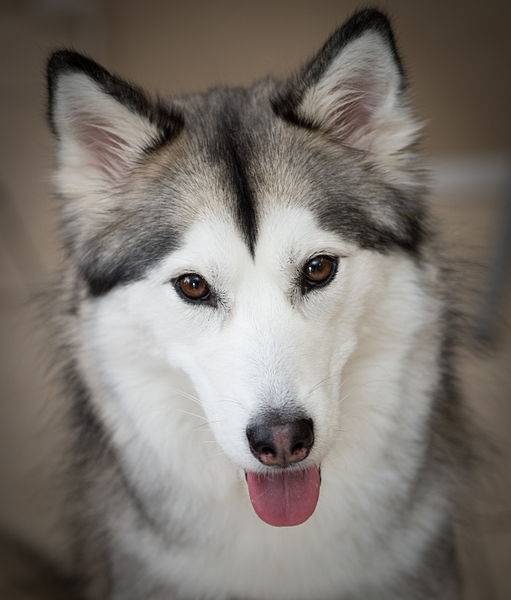 Sasha - Husky Sibérien (1 an)