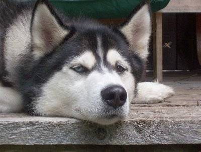 Shasta - Husky Sibérien Mâle (1 mois)