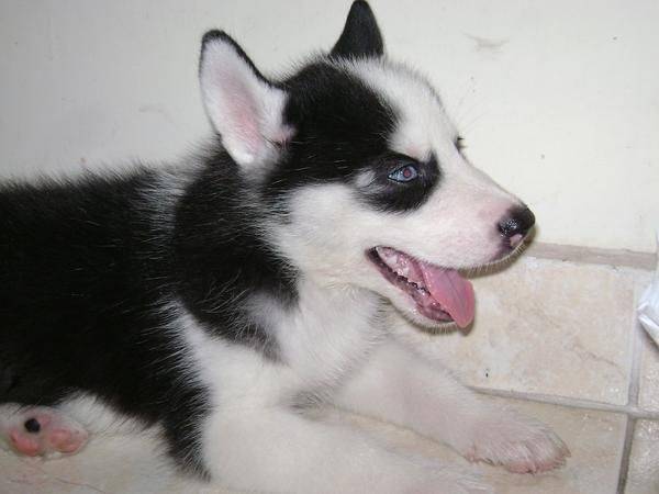 Jacob - Husky Sibérien Mâle (5 mois)