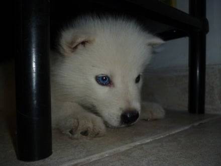 Any - Husky Sibérien (8 mois)