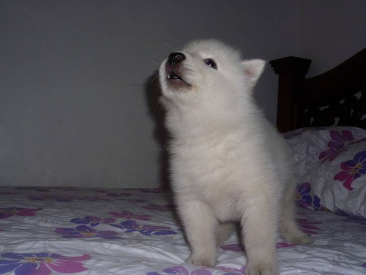 Any - Husky Sibérien (8 mois)