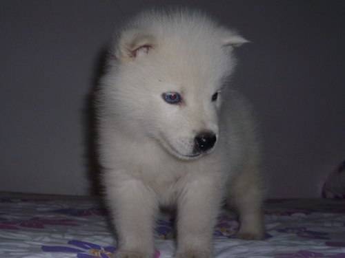 Any - Husky Sibérien (8 mois)