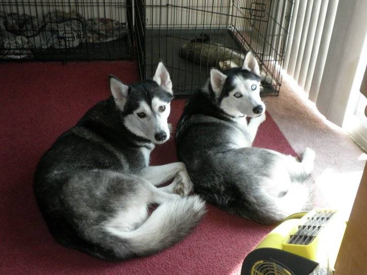 MY baby girls - Husky Sibérien (2 ans)
