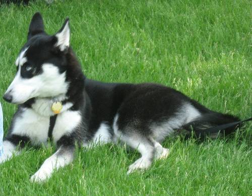 Alaska - Husky Sibérien (4 ans)