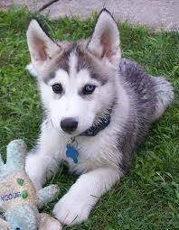 dogz - Husky Sibérien Mâle (5 mois)