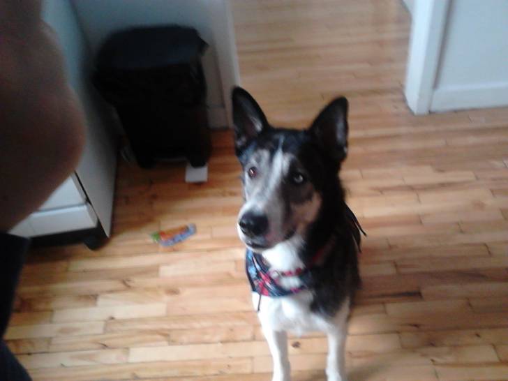 quest - Husky Sibérien Mâle (2 ans)