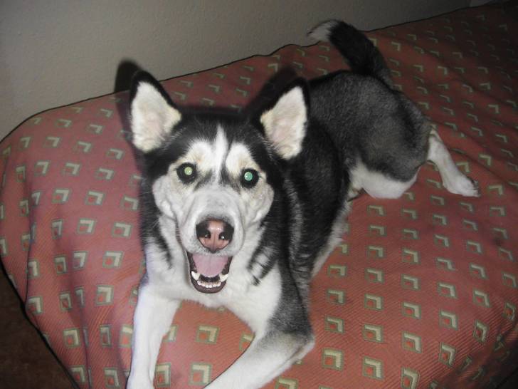 niebla - Husky Sibérien (2 ans)