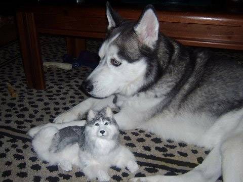 bradymat et son jouet - Husky Sibérien Mâle (Autre)