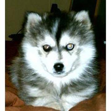 manialea - Husky Sibérien (4 mois)