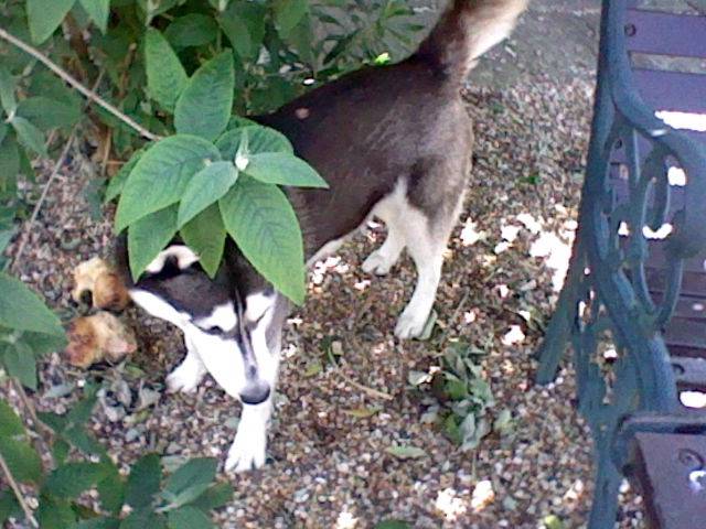 husky - Husky Sibérien (3 ans)