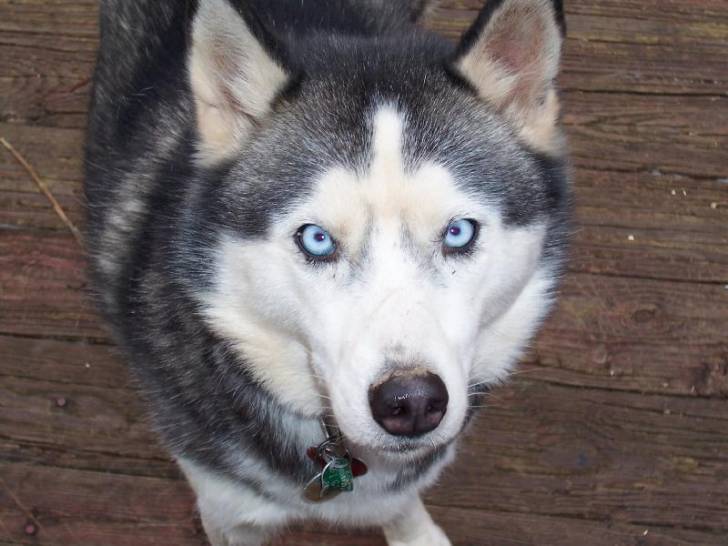 Maya - Husky Sibérien (3 ans)