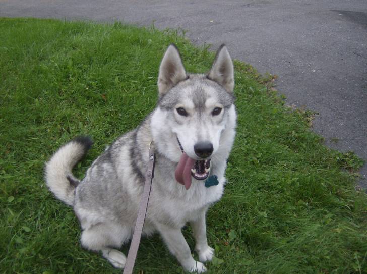 Mika - Husky Sibérien (3 ans)