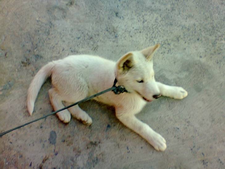 Káiser - Husky Sibérien Mâle (3 mois)