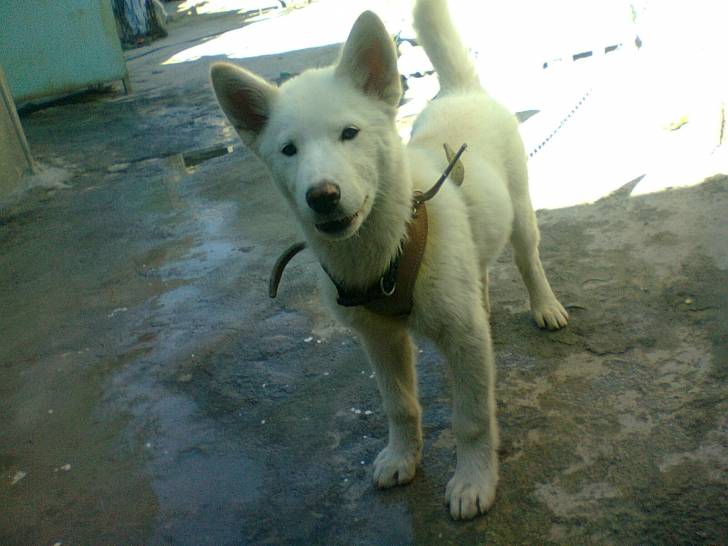 Káiser - Husky Sibérien Mâle (3 mois)