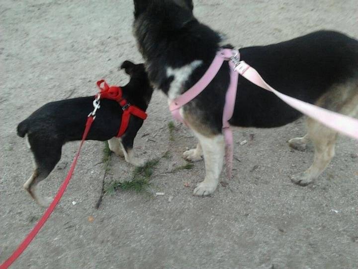 Diana y Laisa - Husky Sibérien (8 ans)