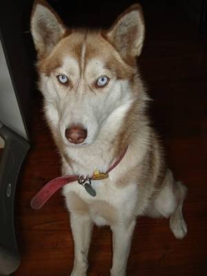 Isabelle - Husky Sibérien (2 ans)