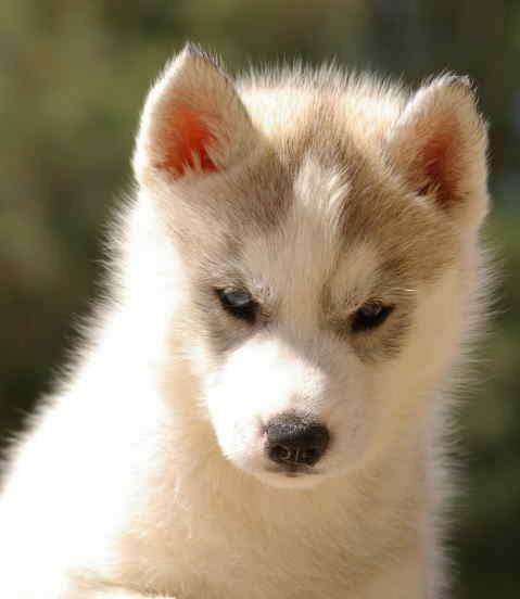 bébé husky - Husky Sibérien (3 mois)
