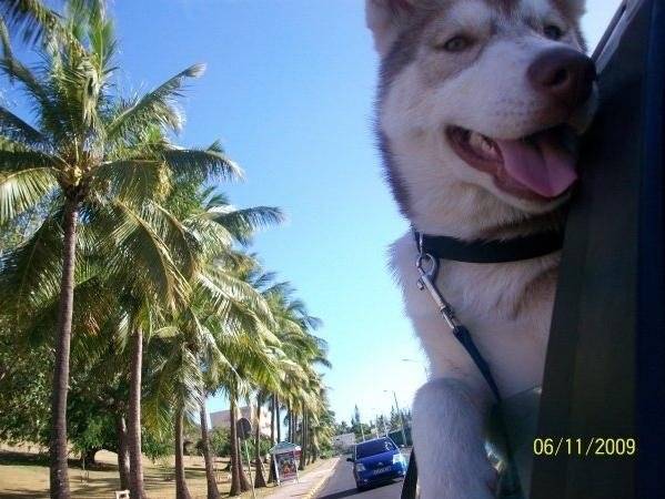 Etoile - Husky Sibérien (6 mois)