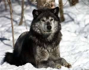 hunter - Husky Sibérien Mâle (3 ans)
