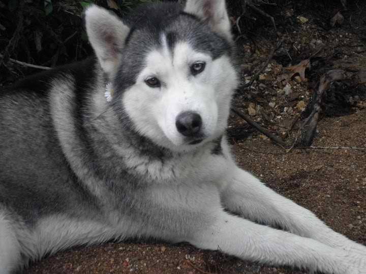 this is another pic of Static :) - Husky Sibérien (3 ans)