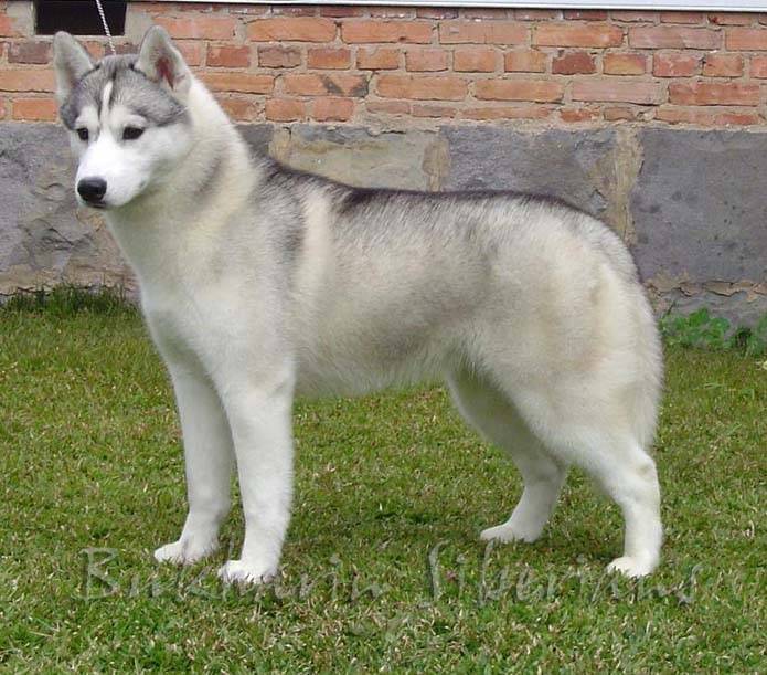 Molly - Husky Sibérien (2 ans)