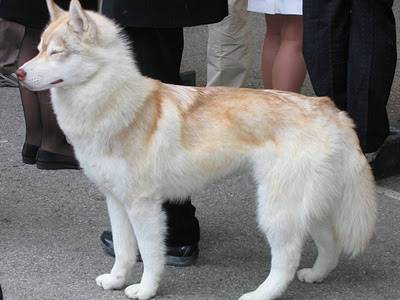Duke - Husky Sibérien Mâle (1 an)