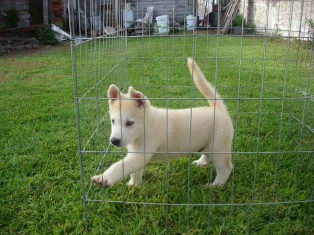 Duke - Husky Sibérien Mâle (6 mois)