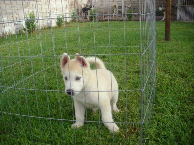 Duke - Husky Sibérien Mâle (6 mois)