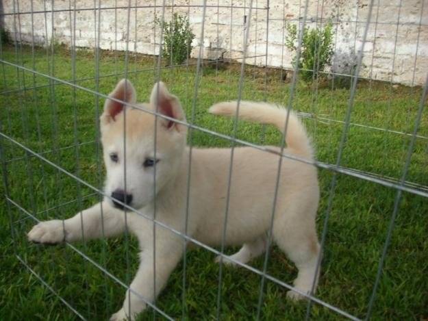 Duke - Husky Sibérien Mâle (6 mois)