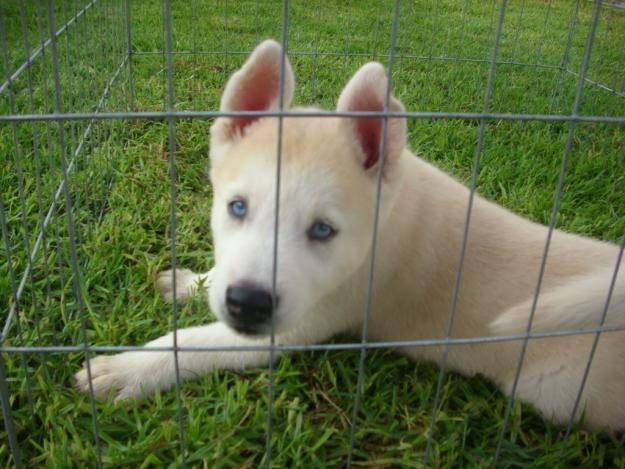 Duke - Husky Sibérien Mâle (6 mois)