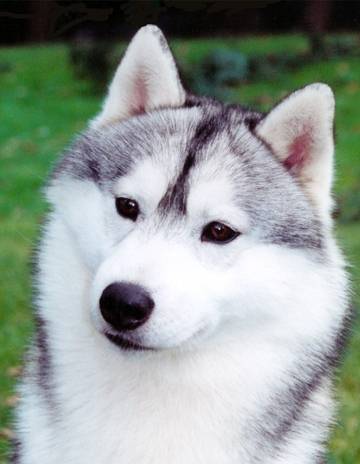 Scott - Husky Sibérien Mâle (1 an)