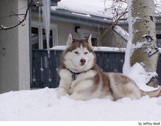 Leo - Husky Sibérien Mâle (3 ans)