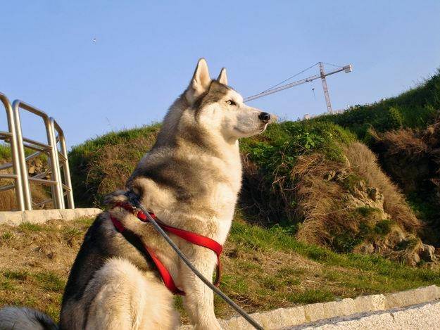 Leo - Husky Sibérien Mâle (3 ans)