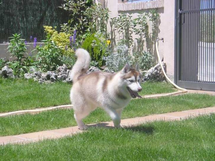 Duke - Husky Sibérien Mâle (1 an)