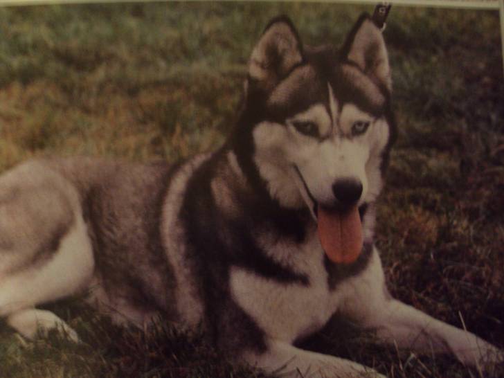 Fawn - Husky Sibérien (2 ans)