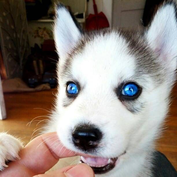 Snow - Husky Sibérien (1 mois)