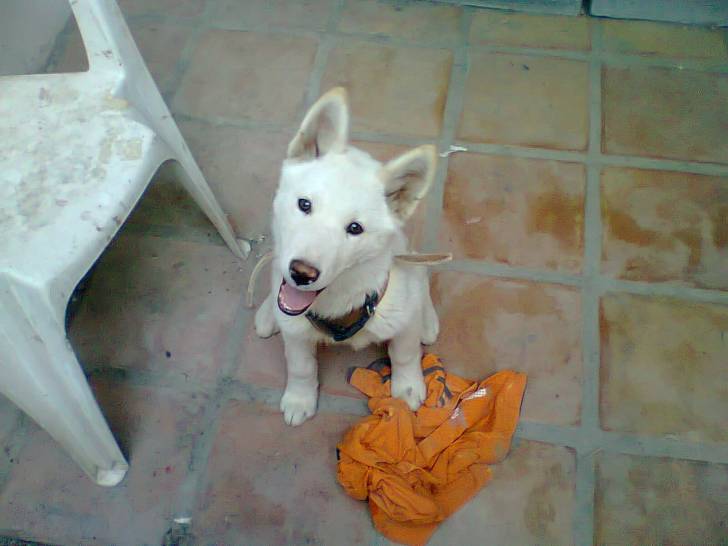 Káiser - Husky Sibérien Mâle (3 mois)