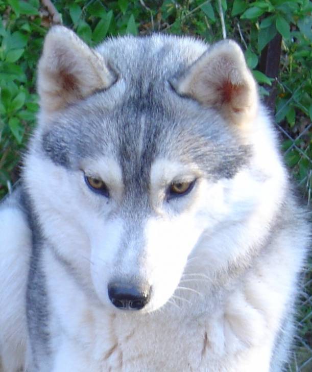 scot - Husky Sibérien Mâle (2 mois)