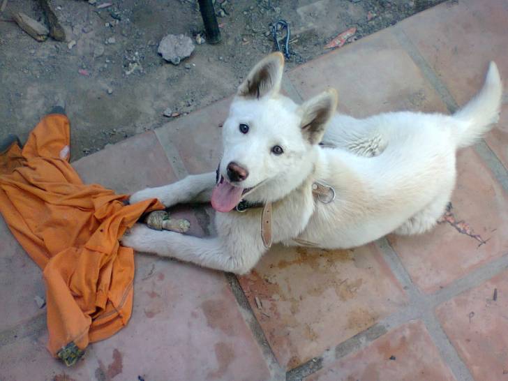 Káiser - Husky Sibérien Mâle (3 mois)