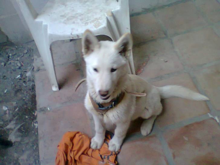 Káiser - Husky Sibérien Mâle (3 mois)