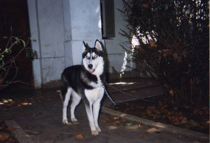 Shyriu - Husky Sibérien (10 ans)