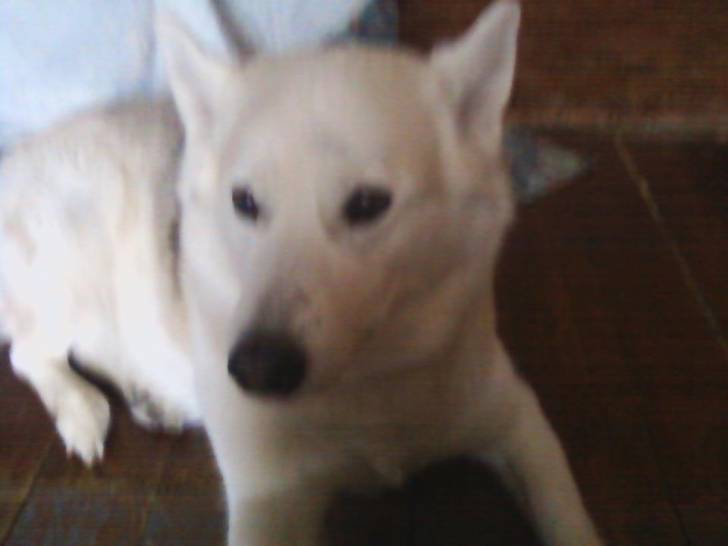 Strom - Husky Sibérien (4 ans)