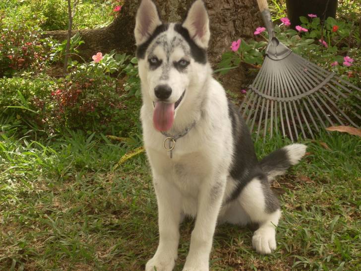 Arcos - Husky Sibérien Mâle (4 mois)