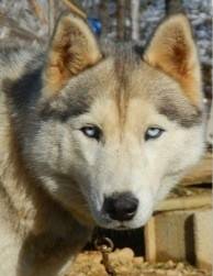 Fayina - Husky Sibérien (11 mois)