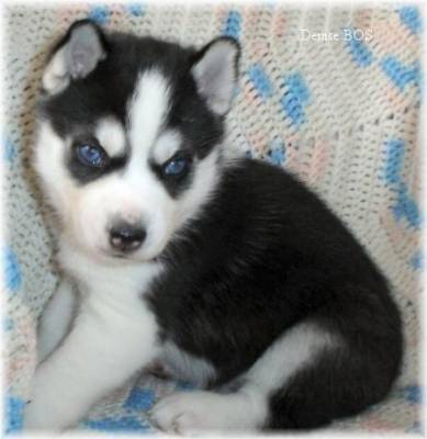 Balto - Husky Sibérien Mâle (3 mois)